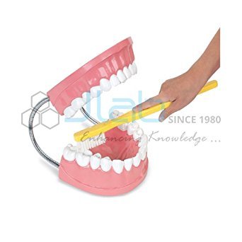 JLab DENTAL CARE MODEL