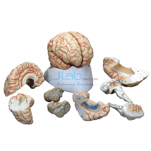 JLab HUMAN KIDNEY WITH ADRENALGLAND