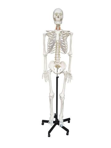 JLab HUMAN SKELETON, FULLSIZE (Fibre)-Size 5 Feet.Routine Quality.