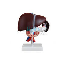 JLab LIVER, PANCREAS ANDDUODENUM MODEL